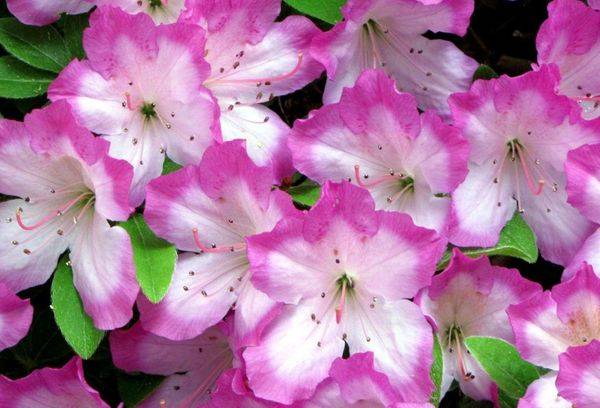 Rhododendron japansk