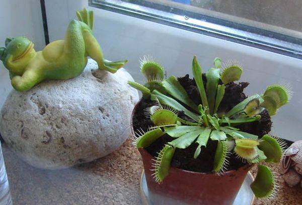 Venus flytrap σε ένα παράθυρο