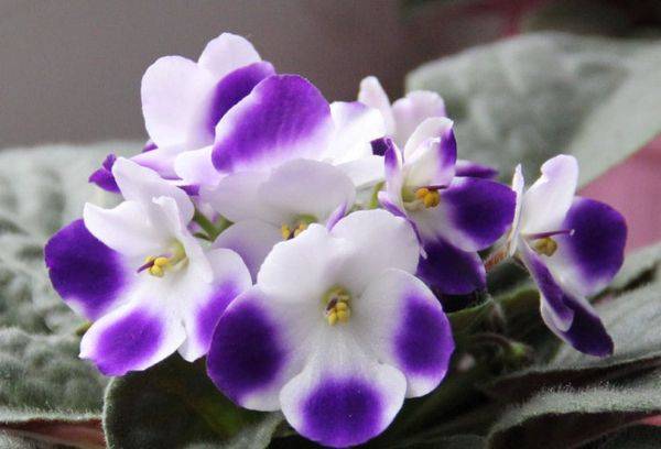 Valeska violets