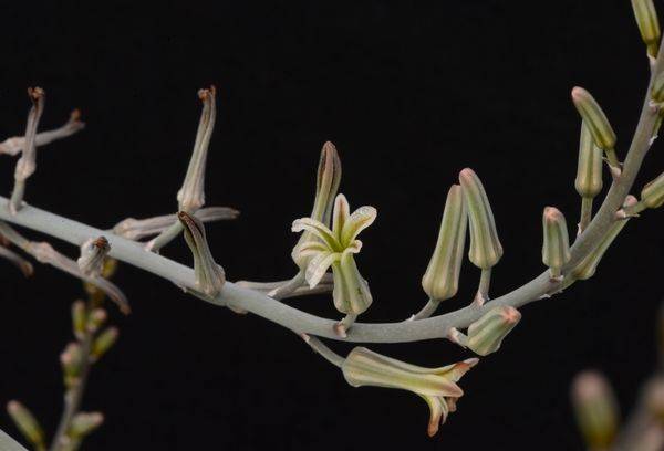 Hoa haworthia