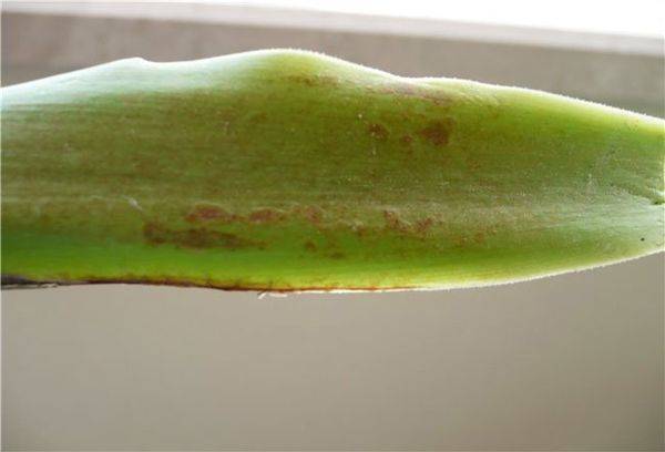 Ασθένειες και παράσιτα του φυτού Yucca