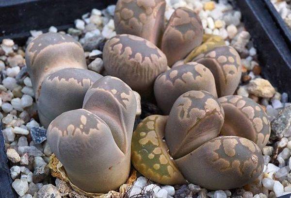 Биљка живог камења