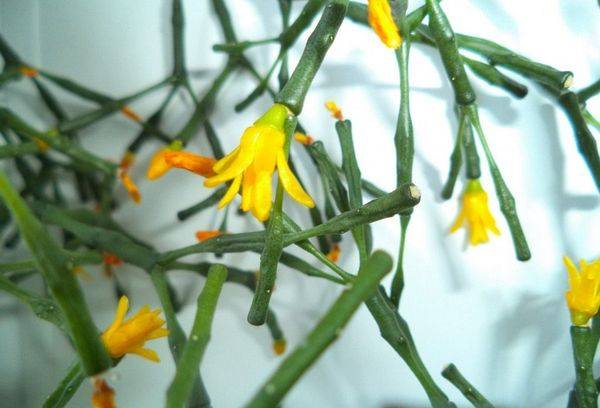 Bir bitkinin sarı çiçekleri