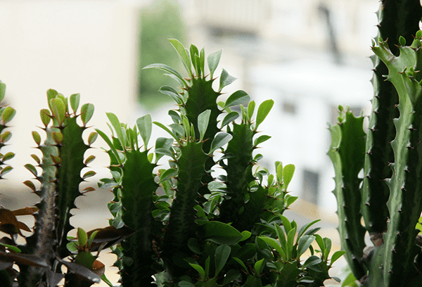 Overwoekerde Euphorbia