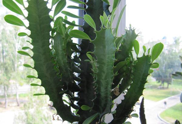 Euphorbia op de vensterbank