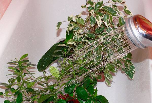 מקלחת לצמחים מקורה