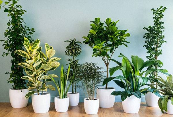 Sunne innendørs planter
