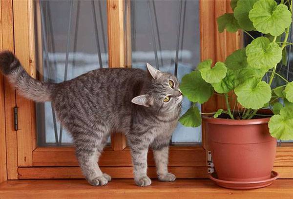 Kat en geranium
