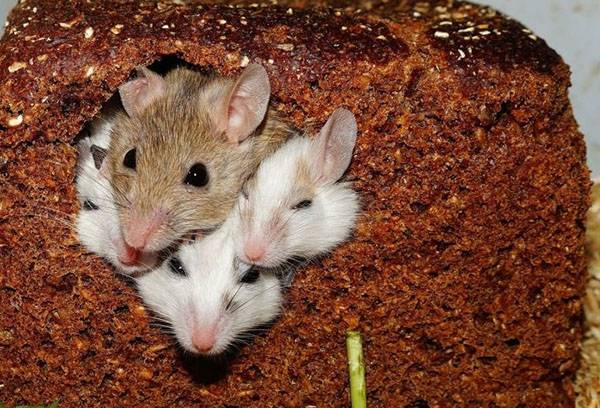 الفئران في الخبز
