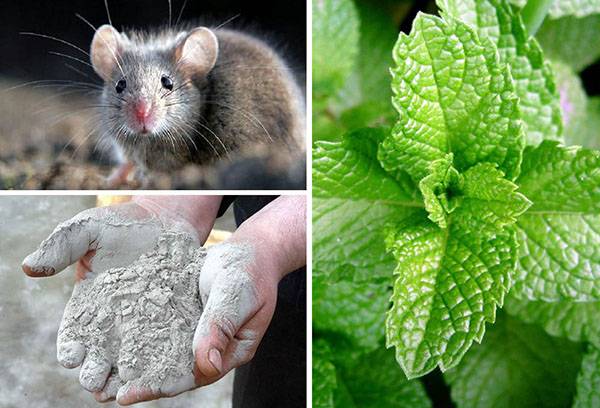 Narodni lijekovi za miševe