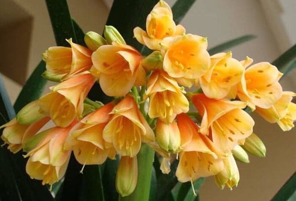 Clivia blomsterstand