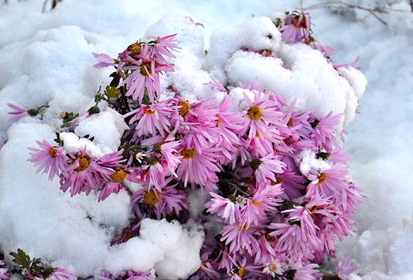 Chrysanthemums dalam salji