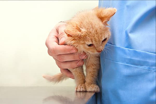 Gattino dal veterinario