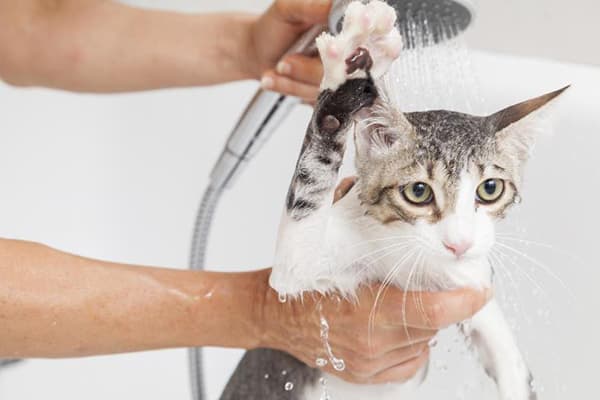 อาบน้ำแมว