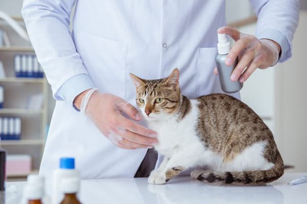 Liečba mačky blchovým sprejom