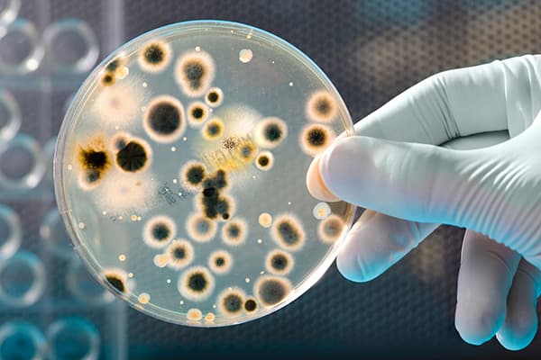 Fungos em uma placa de Petri