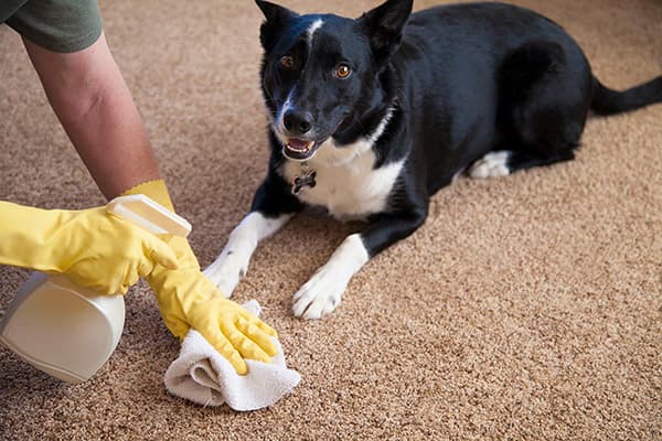 Pulizia delle urine del tappeto per cani