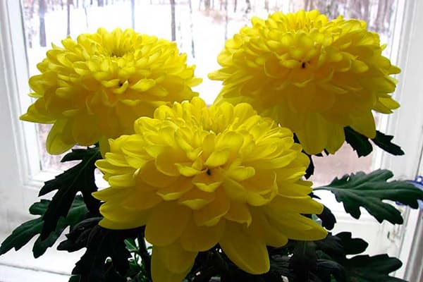 Chrysanthemum sa windowsill