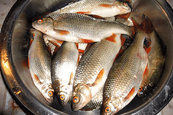 Vissen in een pan