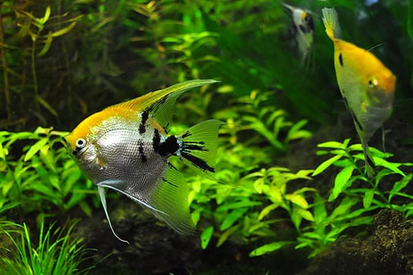 Ribe u akvariju