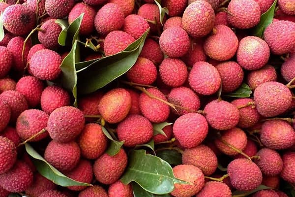Mga sariwang Picked na Lychee Fruits