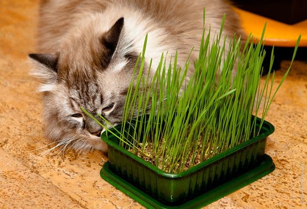 القط العشب