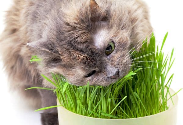 El gat gris menja herba