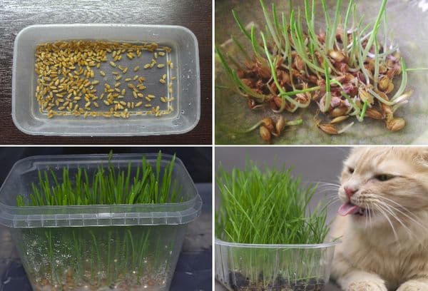 Cultivo de hierba para gatos