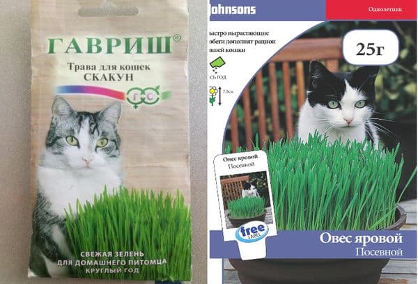 Handla gräs för katter