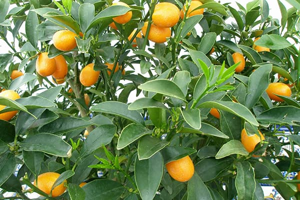 Fruits de Kumquat en un arbre