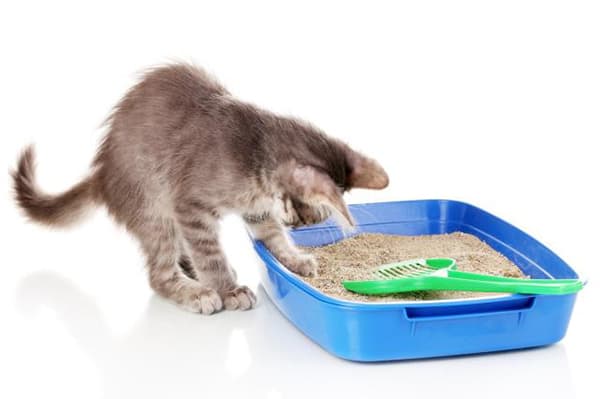 Kitten examinează o tavă cu un umplutură