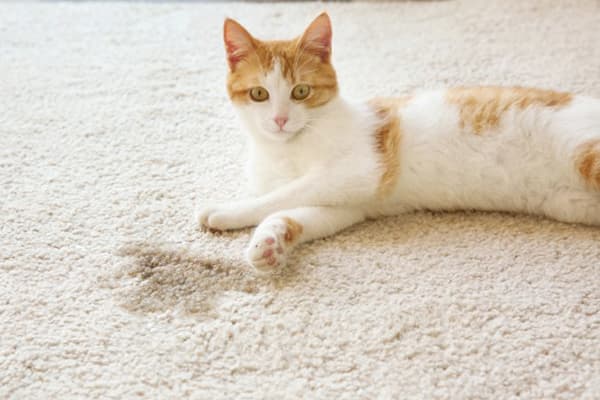 Kočka psala na koberec