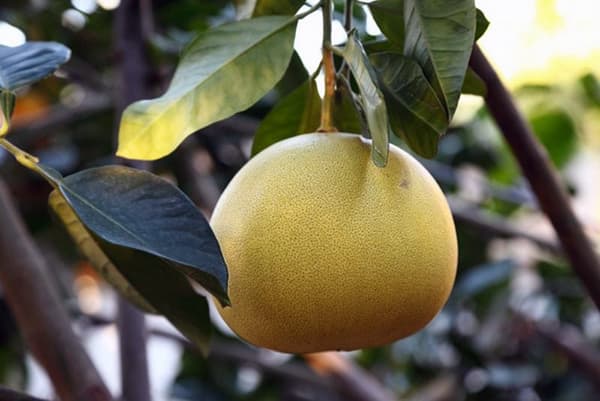 Pompelmoesfruit op een tak