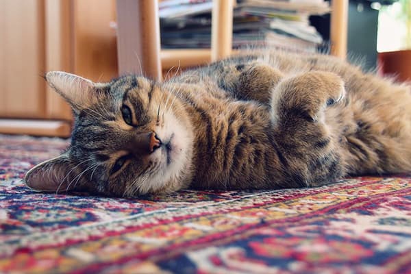 Katė guli ant kilimo