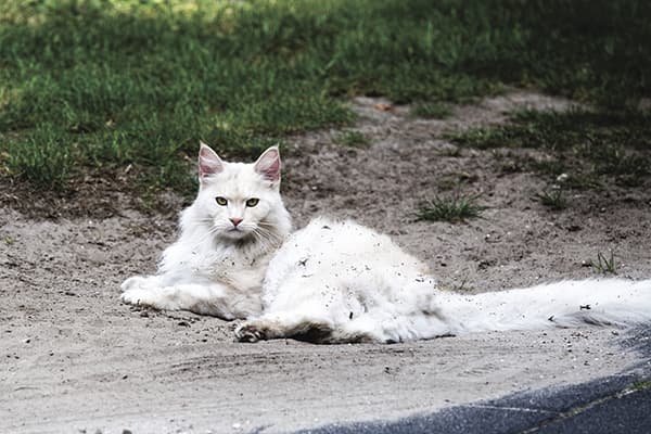 Witte kat in de modder