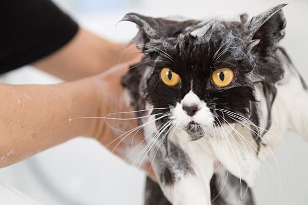 القط الاستحمام