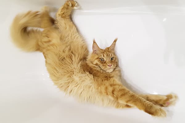 Gato rojo en el baño