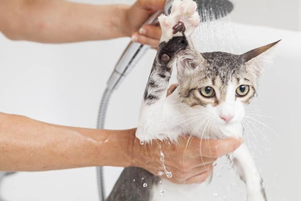 غسل القط