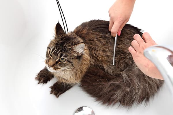 Česání kočky po suchém šamponu