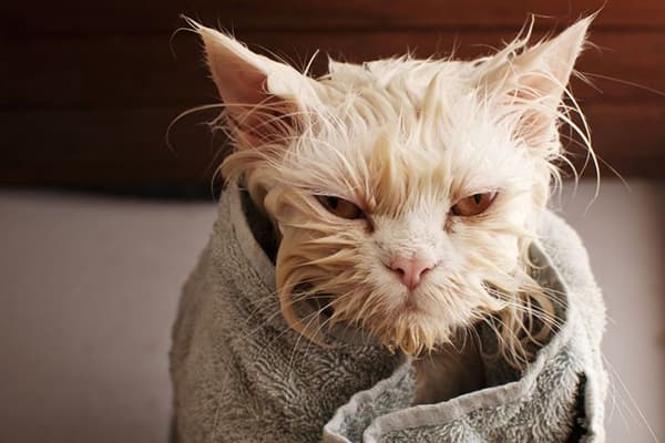 Mačka po umytí