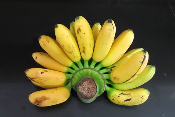 Bananen Zwerg Cavendish