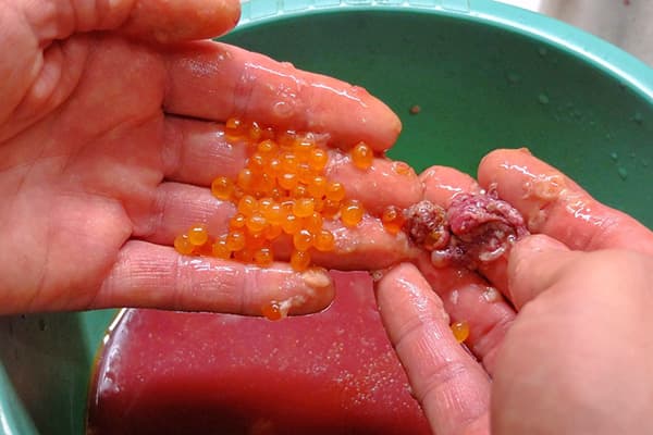 Separació del caviar de salmó rosa de la pel·lícula