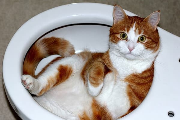 Kat in het toilet