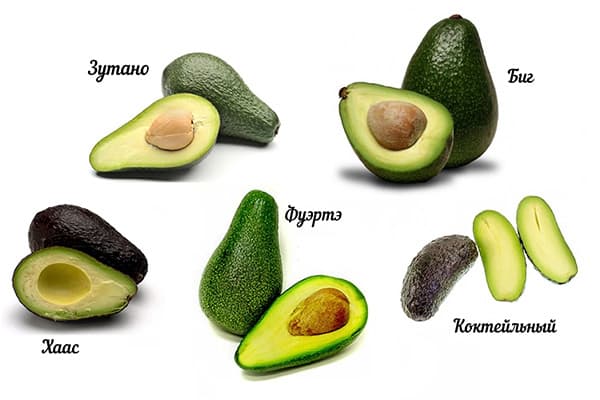 Verschillende soorten avocado