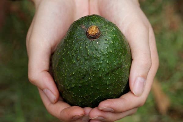 Rijp Avocadofruit