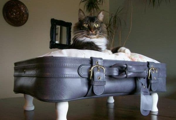 Pisica într-o valiză