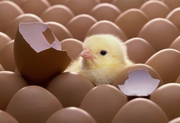 Tavuk Yumurtası İnkübatörleri