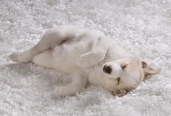Hund på mattan
