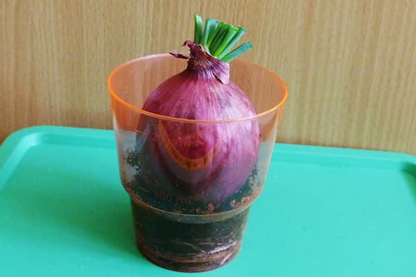 Augantys svogūnėliai stiklinėje