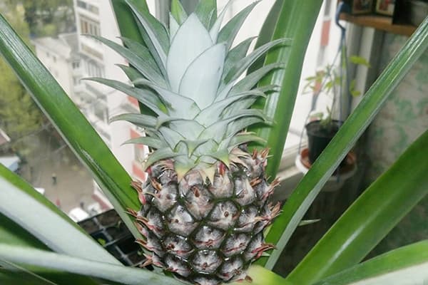Bir tencereye büyüyen ananas